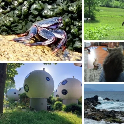 Clockwise from upper left: a very blue crab walking, some horses moving out of the shot in both directions, a perspective shot of three kittens in a living room, surf on rocks, and some spherical houses that look like they're on an alien planet but are really in the Netherlands.