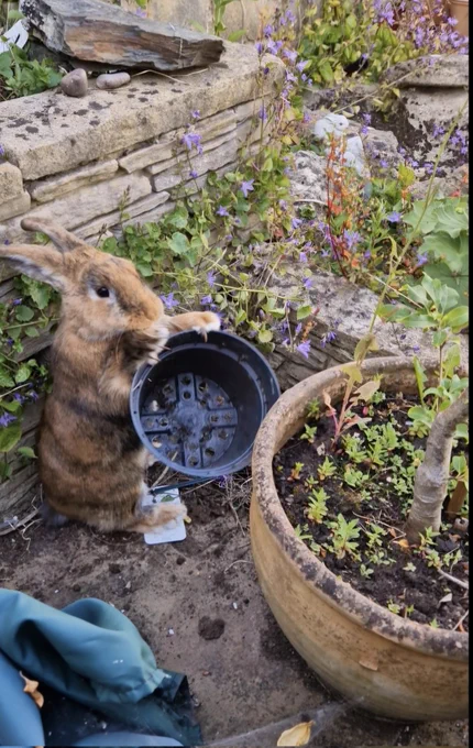 A gingery brown rabbit with black stripes is burrowing into and throwing a black plastic flowerpot in the air. She is fierce