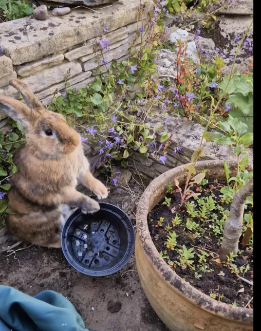 A gingery brown rabbit with black stripes is standing over a black plastic flowerpot