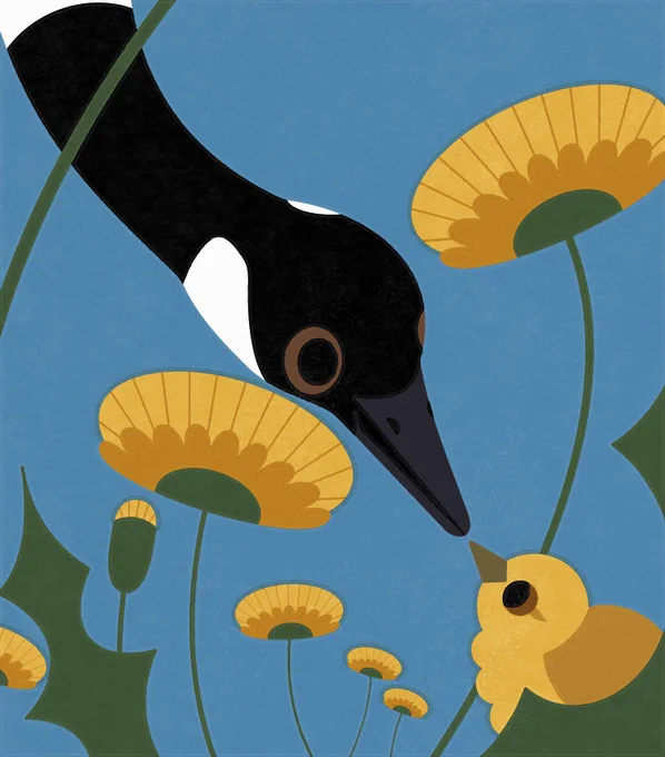 Flat illustration of a Canada Goose looking down into dandelions at their gosling!