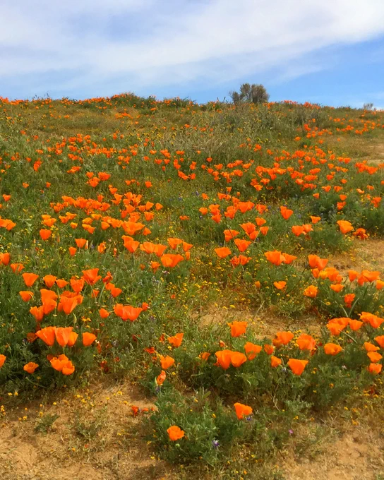 ​​California Poppies during Spring Bloom in the Grapevine and Antelope Valley. 