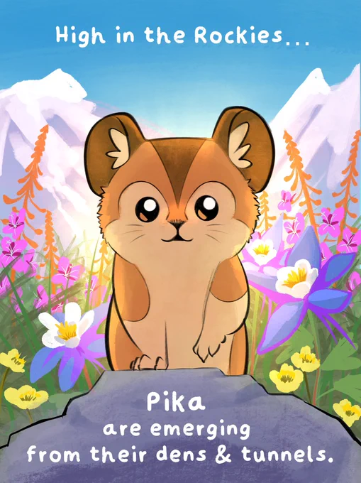 “High in the Rockies...
Pika are emerging
from their dens & tunnels.”  Illustration of a cute little tan Pika (real life rabbit relative, not a pokemon) climbing a rock and facing the viewer. They’re backlit and surrounded by green grass and mountain flowers like blue purple columbine, pink red orange fireweed, and yellow Alpine Avens.