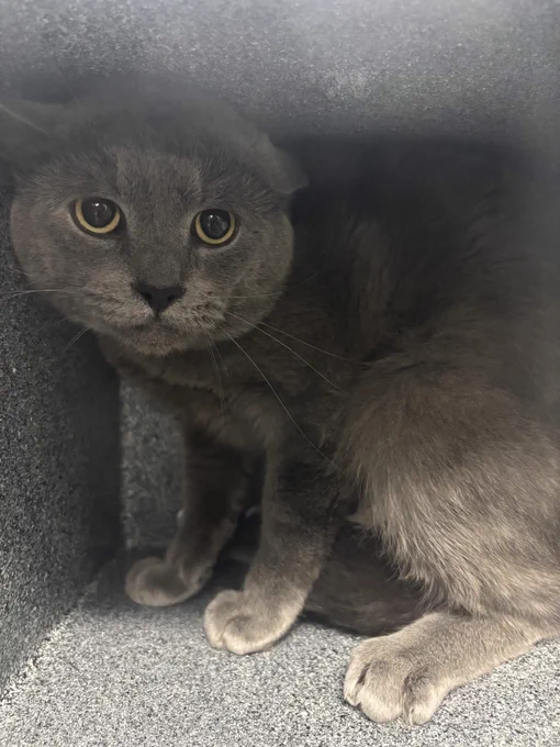 A gray kitty in an enclosure