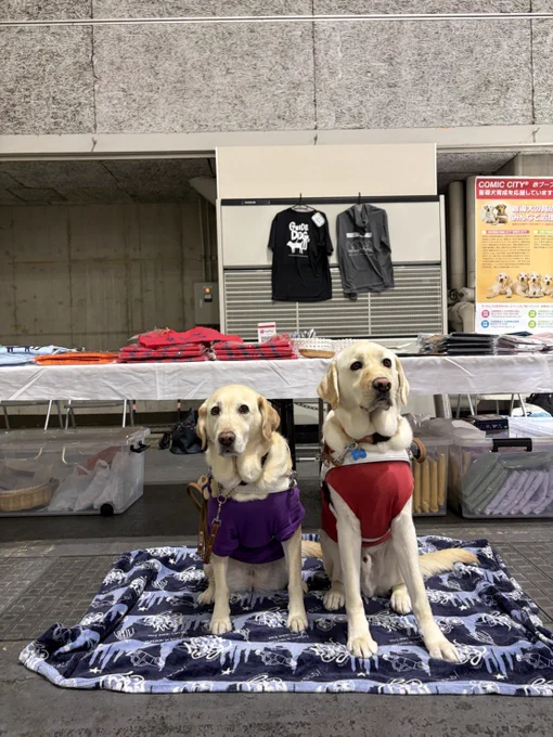 イベントブースの前にデモンストレーション犬が2頭座ってこちらを見ている
