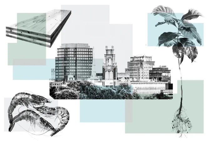 A collage featuring a wooden panel, a cityscape with multiple buildings including a prominent clock tower, a young plant with roots exposed, and two shrimp. The elements are arranged against a background of overlapping gray and teal rectangles.