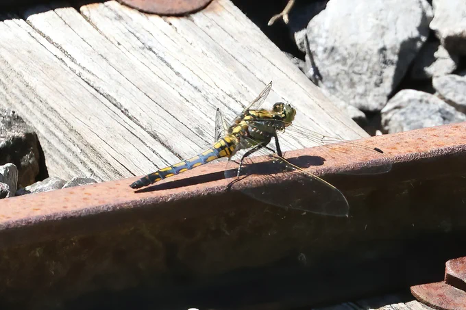 Black-tailed SKimmer