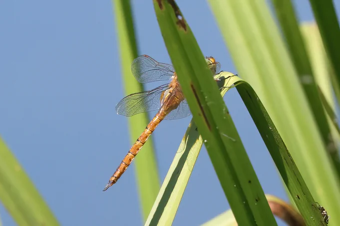 Norfolk Hawker