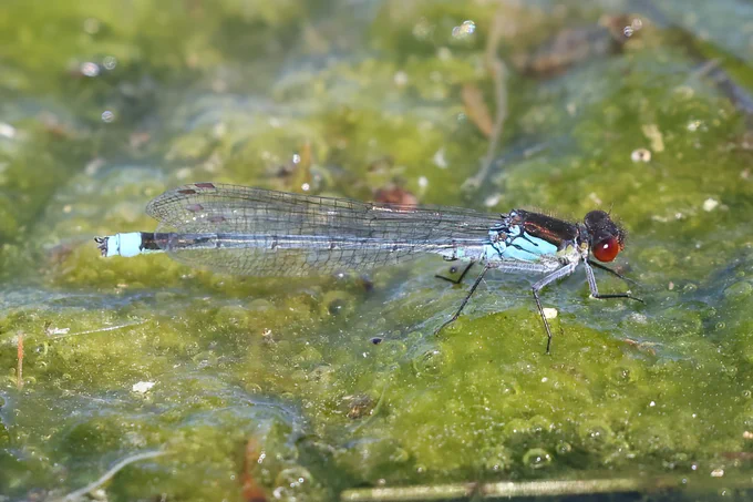 Red-eyed Damselfly
