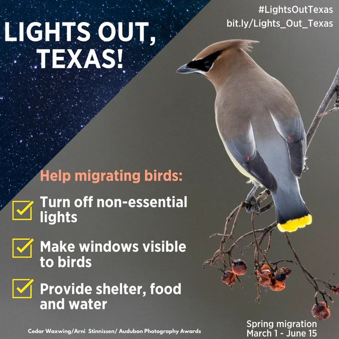 Cedar Waxwing perched on a branch with text urging Texans to turn off non-essential lights to help migrating birds.