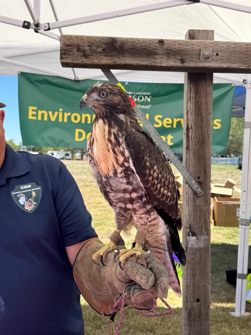 A person wearing a blue shirt with a crest is holding a hawk on a gloved hand. The hawk is perched on a wooden frame, and there is a green banner in the background that reads "Environmental Services Department."