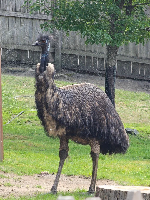 Emu looking like he had a rough night