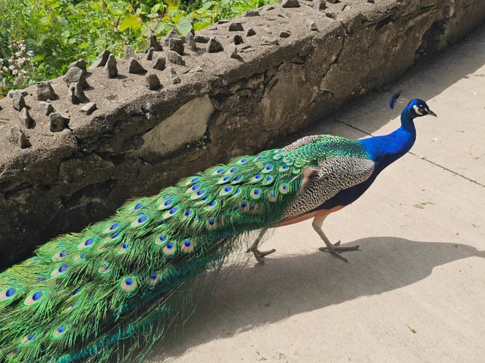 Peacock walking around the zoo