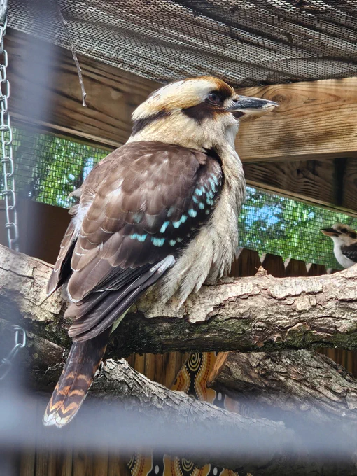 Kookaburra 