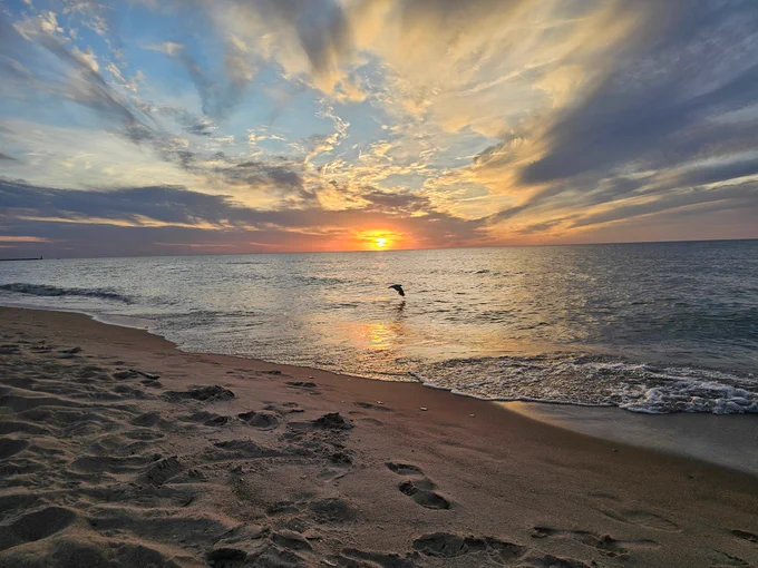 Seagull flying in front of pretty sunset over lake