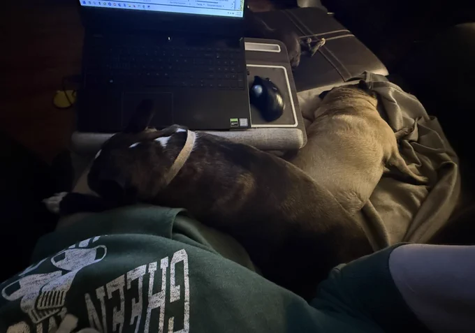 Photo of a woman with a laptop on a tray on her knees. Because two dogs are laying on her lap.