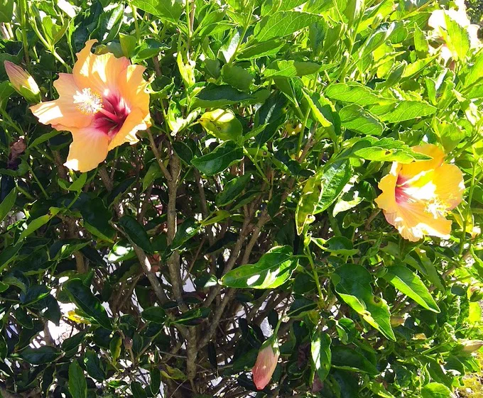 Yellow hibiscus near Hawaii Volcanoes National Park (Big Island of Hawaii)