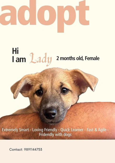 Adoption poster for Lady, a 2-month-old female Indian indie puppy. She has light brown fur, big expressive dark eyes, and floppy ears, resting her chin on a person’s arm. Text reads: ‘Hi I am Lady, 2 months old, Female. Extremely Smart - Loving Friendly - Quick Learner - Fast & Agile - Friendly with dogs.’ Contact: 9891144753