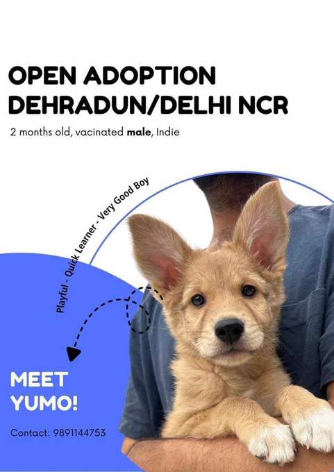 Adoption poster for Yumo, a 2-month-old vaccinated male Indian indie puppy. Cute light golden-brown puppy with big upright ears, being held by a person in a blue t-shirt. Text reads: ‘OPEN ADOPTION DEHRADUN/DELHI NCR. Meet Yumo! Playful - Quick Learner - Very Good Boy.’ Contact: 9891144753