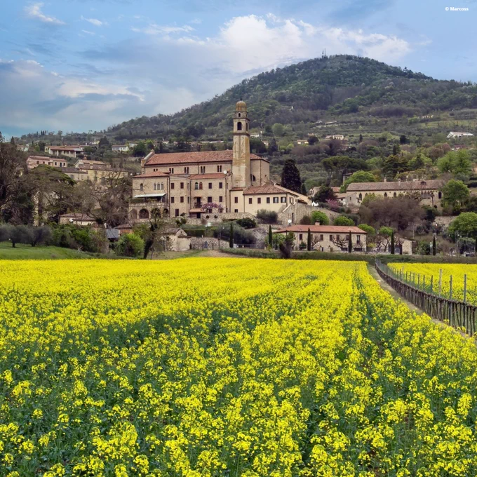 A scenic view of a vibrant yellow canola field in the foreground, with the historic Villa San Fermo and its bell tower situated in the middle ground. A lush, tree-covered hill rises in the background under a partly cloudy sky.