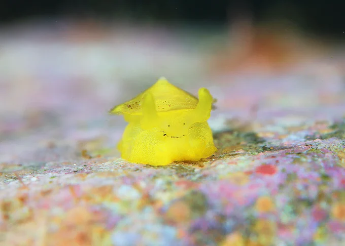 Hachijojima, concolor, nitrox, Tugali decussata, limpet, macro photography, scubadiving