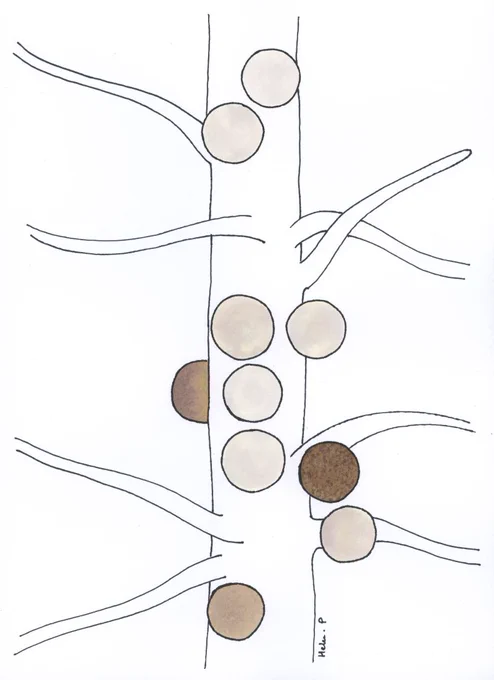 10 round cysts in shades of tan and brown, on a white potato root