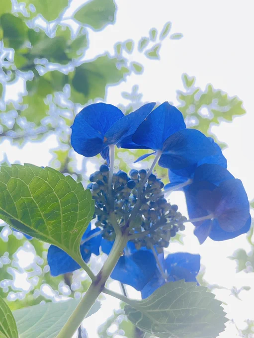 [ja]
青い紫陽花を下から見上げて撮影した写真。

[en]
Photo of a blue hydrangea viewed from below.