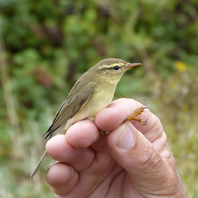 Event Today - Bird Ringing Demonstration