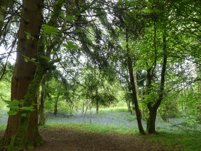 A carpet of bluebells seen through trees
