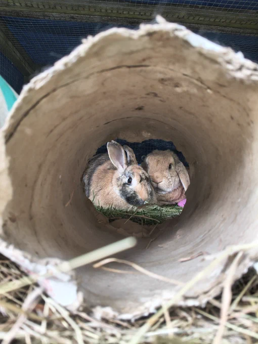 Buttercup (ginger and brindle colour harlequin rabbit) and Benjamin (ginger and brindle lop rabbit) in their run looking through a cardboard tube
