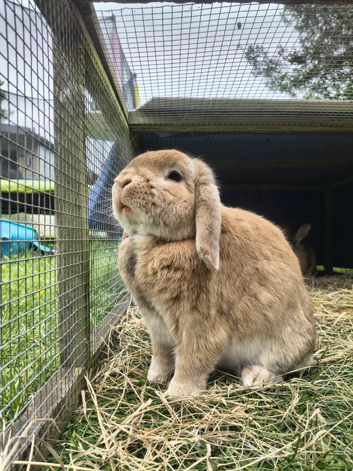 Benjamin (a ginger/brindle coloured lop rabbit) sniffing the fresh breeze in his run