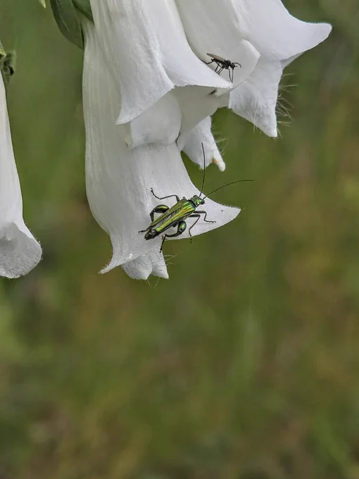 A thick thighed beetle on a white foxglove, with a photobombing fly in shot too