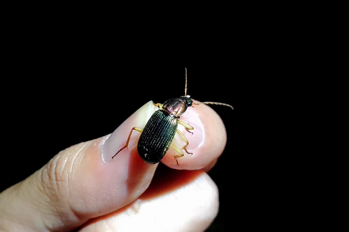 アオヘリアオゴミムシ
