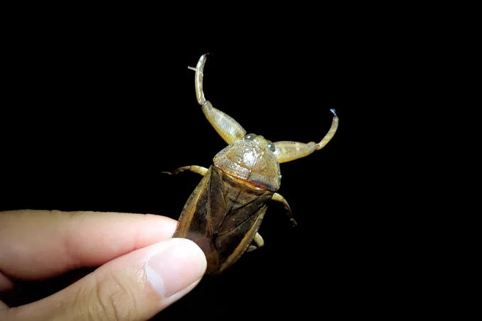タガメ