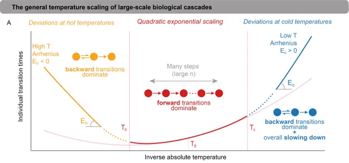 A schematic illustrating the three-regime scaling structure identified by the study for biological systems. The figure portrays a graph with inverse absolute temperature on the x-axis and individual transition times on the y-axis. At hot temperatures (yellow, left) and cold temperatures (blue, right), the function displays Arrhenius-like single-exponential scaling, with backward transitions dominating. At more intermediate temperatures (red, middle), the function follows quadratic exponential scaling with forward transitions dominating.