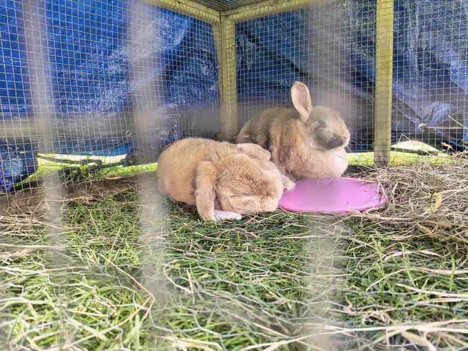 Benjamin (ginger/brindle lop rabbit) and Buttercup (ginger/brindle harlequin rabbit) day near a pink ice pod. Benjamin is laid on his side with his front paws on it and keeps moving his head to be on it, which slides slowly back to the grass.