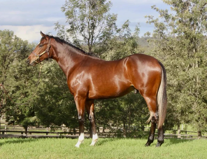 Lot 1015 Dundeel/Zihuatanejo half brother to 4 winners, from the family of HIDDEN MOTIVE & WITHIN THE LAW. 