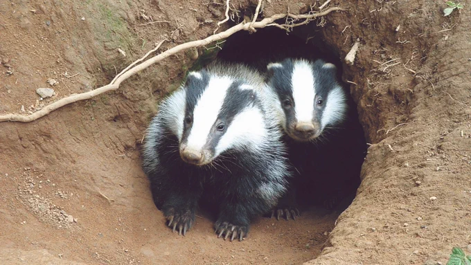 Two badgers emerging from a set