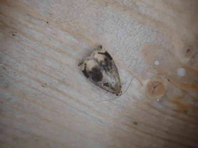 Archips crataegana