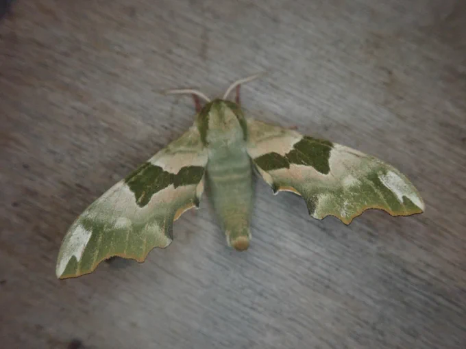 Lime Hawkmoth