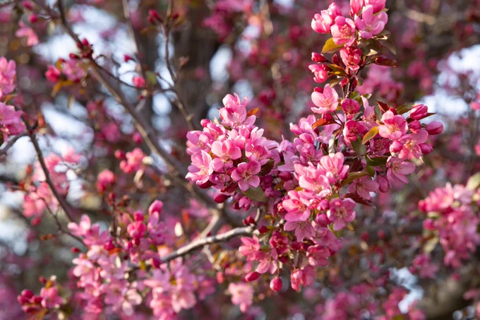 A branch covered in vibrant pink cherry blossoms in full bloom, set against a blurred background of additional blossoms.