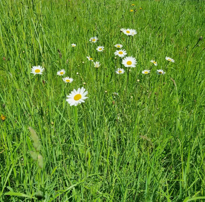 Large white, yellow-centered daisies against a green grass  background. 