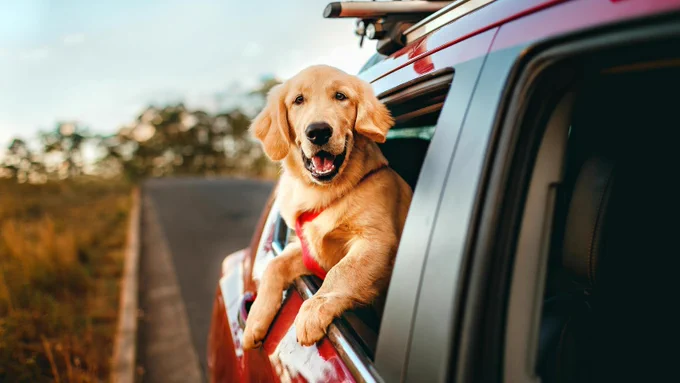 A golden retriever leans out of the window of a red SUV, enjoying a car ride. The road and grassy landscape are visible in the background.