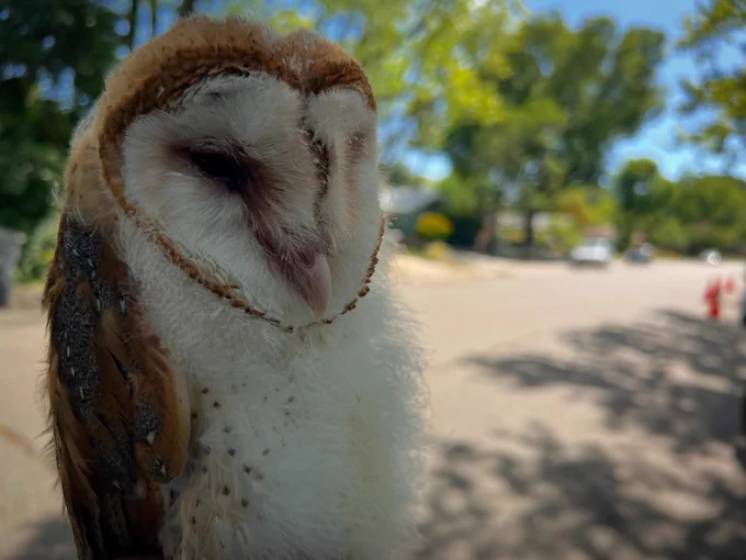 Portrait of a nestling barn owl