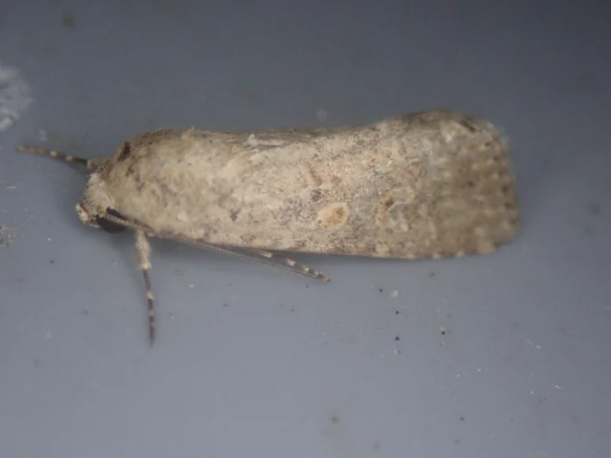 Small mottled willow