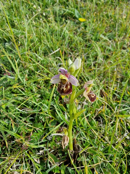 Late Spider Orchid