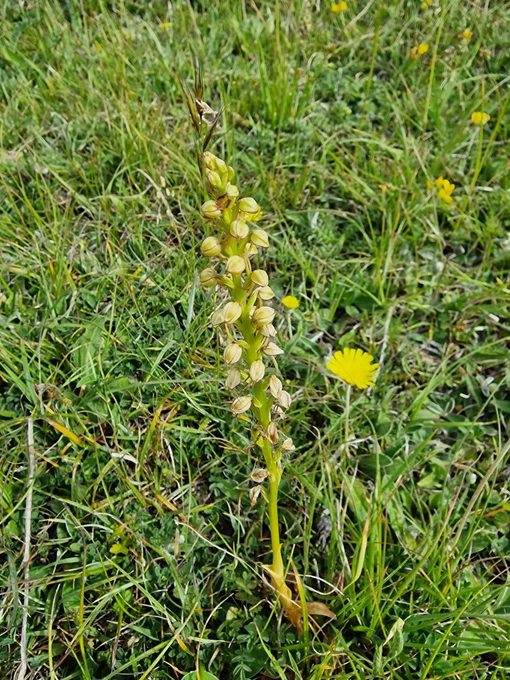 Man Orchid
