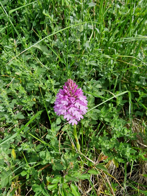 Pyramidal orchid