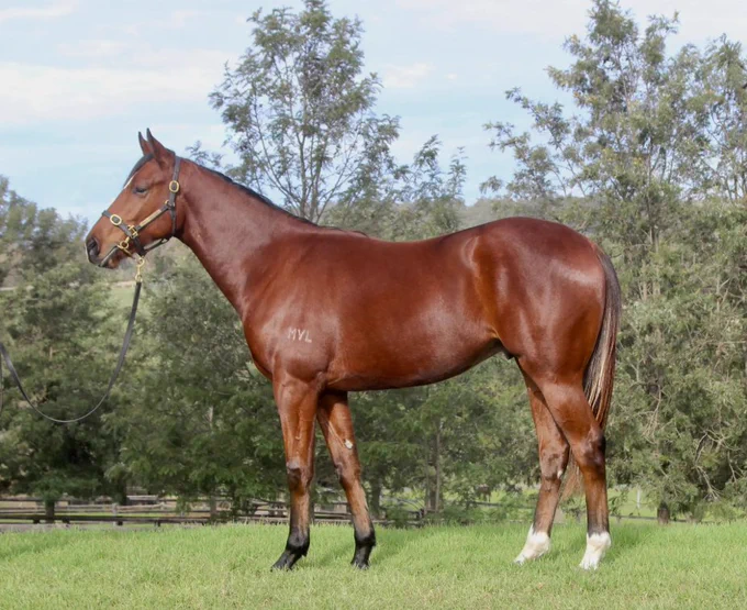 Lot 1102 Bivouac/Elliptical Orbit half brother to 4 x city winners from 4 to race, inc. Gr.1 BRC Oaks placegetter Reo. 