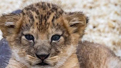 First Roar 