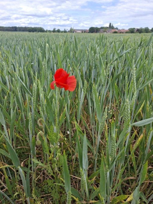 A poppy in a corn field 